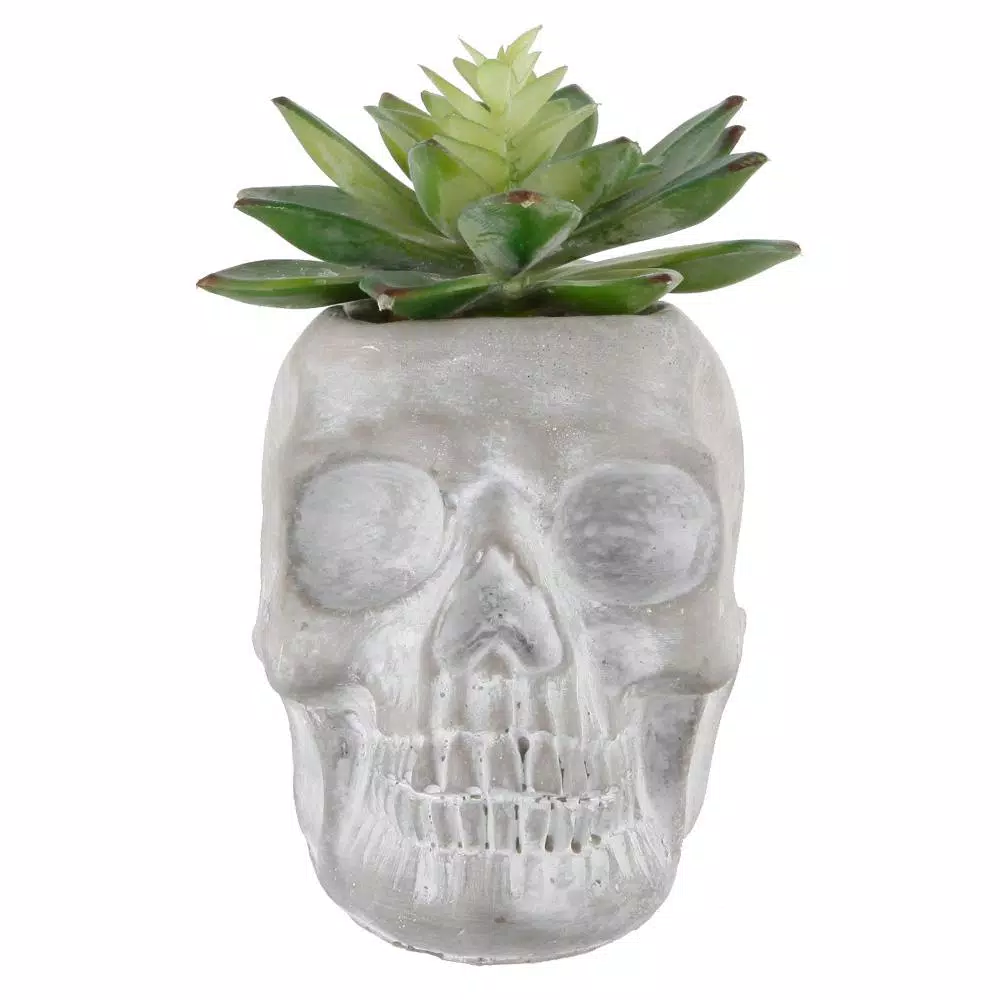 New ๐ฅฐ Flora Bunda 5 In. X 3 In. ๐ฆ Halloween Artificial Succulent In Gray Cement Sugar Skull ๐งจ 3 New ๐ฅฐ Flora Bunda 5 In. X 3 In. ๐ฆ Halloween Artificial Succulent In Gray Cement Sugar Skull ๐งจ