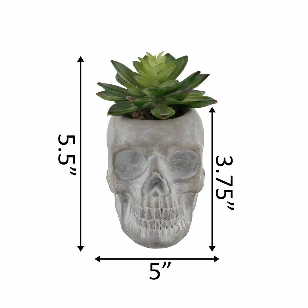 New ๐ฅฐ Flora Bunda 5 In. X 3 In. ๐ฆ Halloween Artificial Succulent In Gray Cement Sugar Skull ๐งจ 4 New ๐ฅฐ Flora Bunda 5 In. X 3 In. ๐ฆ Halloween Artificial Succulent In Gray Cement Sugar Skull ๐งจ - Image 2
