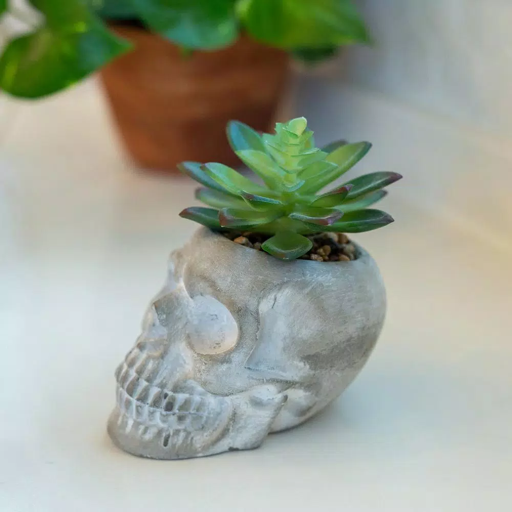 New ๐ฅฐ Flora Bunda 5 In. X 3 In. ๐ฆ Halloween Artificial Succulent In Gray Cement Sugar Skull ๐งจ 6 New ๐ฅฐ Flora Bunda 5 In. X 3 In. ๐ฆ Halloween Artificial Succulent In Gray Cement Sugar Skull ๐งจ - Image 4